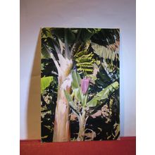 BANANA TREE, CANARY ISLANDS used postcard. 1963 pm =