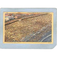 New York Coney Island Amusement Park Postcard A Typical Crowd On A Hot Day~334