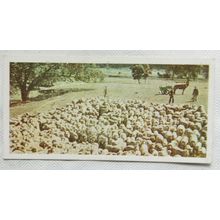 Lyons Tea card Australia No. 35 Shearing Time