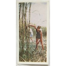 Lyons Tea card Australia No. 34 Sugar-cane Cutting