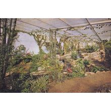Tropical House Greenhouse Wildfowl Trust Slimbridge Gloucester Postcard