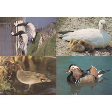 The Wildfowl Bird Trust Gloucester Geese Drake 4x Postcard s