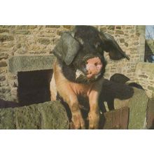 Saddleback Pig At Restored Home Farm Beamish Durham Farming Event Postcard