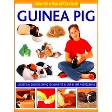 How To Look After Your Guinea Pig - David Alderton