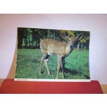 A YOUNG DEER/FAWN unused postcard by John Hinde =