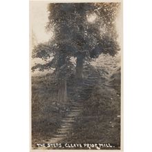 The Steps at Cleave Mill Devon RPC Rare Old Photo Postcard