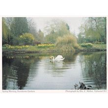 Swan Goodstone Gardens River at Toftwood Dereham Norfolk Postcard