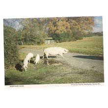 HAMPSHIRE HOGS. Burley W.I. vintage postcard unposted Hampshire W.I. =