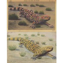Gila Monster Arizona Lizard 2x Postcard s