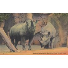 Rhinoceros Exhibit Zoological Park Detroit Animal Model Old Postcard