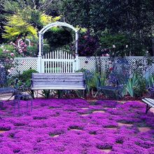 20000+ Magic Purple Creeping Thyme Seeds for Planting Ground Cover Plants Heirlo