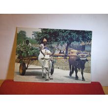 OX-CART, THE GAMBIA unused postcard by J Arthur Dixon =