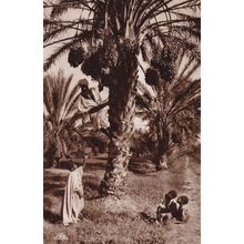 African Picking Dates Fruit Antique Real Photo Postcard