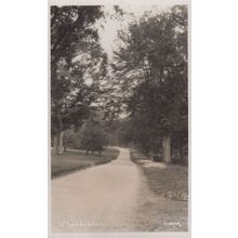 Little Gaddesden Woodland Path Hertfordshire Village Antique Real Photo Postcard