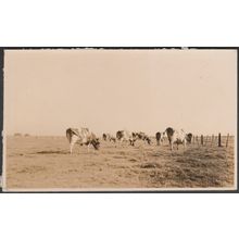 Cows in the Field, c.1920s - RP Postcard