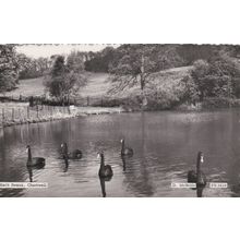 ED 120 CHARTWELL - BLACK SWANS . RP POSTCARD
