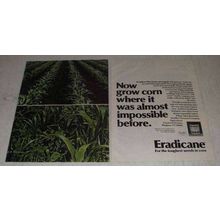 1982 Stauffer Eradicane Ad - Now Grow Corn