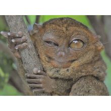 Loris With Giant Eye Smiling Animal Comic German RPC Postcard