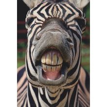 Zebra Two Faces In One Giant Mouth Comic German Animal Postcard