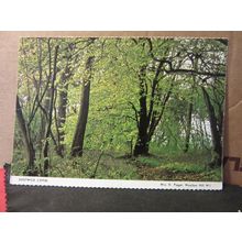 EASTWICK COPSE., Woolton Hill W.I. unused postcard Hampshire W.I. =