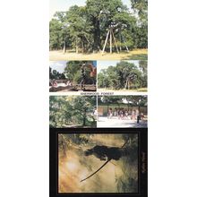 Sherwood Forest Visitors Centre Robin Hood 3x Postcard s