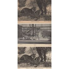 Tiger At Whipsnade London Zoo 3x Antique Postcard s