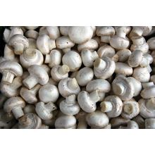 2 Pack Seeds Mushroom Button concentrated Mycelium Spawn Dried NEW*30g./1oz.