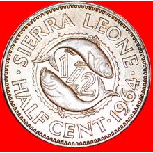 FISHES: SIERRA LEONE ★ 1/2 CENT 1964! LOW START ★ NO RESERVE!