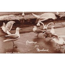 Greetings From Minehead Seagulls Antique RPC Postcard
