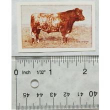 Jacobs Picture cards from History 16, Oxo, British Cattle No. 10 Shorthorn