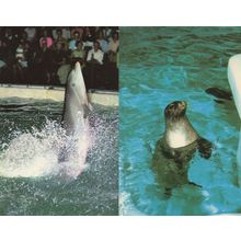 Seal Dolphins At Brighton Aquarium Park Sussex 2x 1970s Postcard