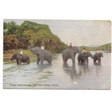 Temple Elephants After Their Bath, Kandy, Ceylon, Postcard.