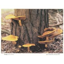 New Forest Fungi Mushrooms Hampshire Womens Institute Postcard