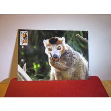 CROWNED LEMUR, NEWQUAY ZOO, CORNWALL. unused postcard =