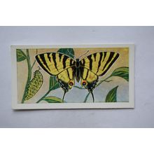 1958 Swettenham tea card Butterflies & Moths No. 10 Scarce Swallowtail