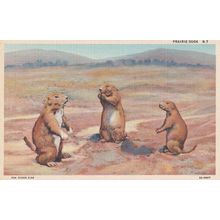 Prairie Dogs on American Highways Animal Linen Old Postcard