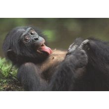 Monkey Chimpanzee Licking His Hairy Chest Comic German Postcard