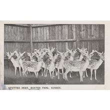 Spotted Deer in Buxted Park Sussex Postcard