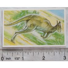 Brooke Bond Going Wild No. 26 Grey Kangaroo, Wildlife Survival Challenge