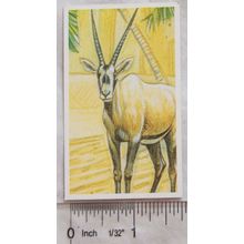 Brooke Bond Going Wild No. 9 Arabian Oryx, Wildlife Survival Challenge