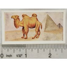 Neilson's Interesting Animals card No. 7 Bactrian Camel