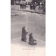 Der Barengraben Bern Switzerland Bears Antique Postcard