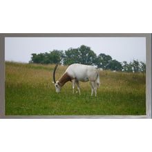 Graceful Grazing A5 Chrome