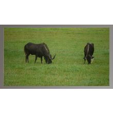 Grazing Wildebeests in a Green Field A3 Silver