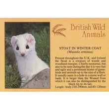 Stoat In Winter Coat Postcard