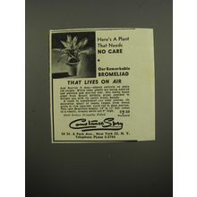 1951 Constance Spry Bromeliad Ad - Here's a plant that needs no care
