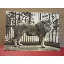 LION AT BRISTOL ZOO, BRISTOL unused postcard RP by Harvey Barton c.1960 =