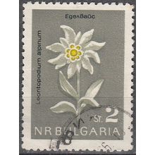 Bulgaria 1963 Michel 1408 O Cote (2009) 0.10 € Fleur L'édelweiss Cachet rond