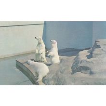 Polar Bears At Clifton Zoo Bristol Acting Human Postcard