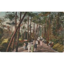 Pine Walk Bournemouth Dorset Postcard (QDOR450)